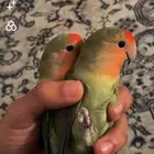 للبيع روز اخضر احمر