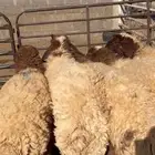 دبيحتك لباب بيتك