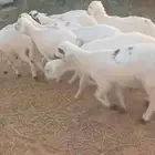 للبيع سواكن مرابي طيبه