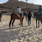 للتنازل اشتراك تعليم خيل للأطفال