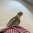 كروان اليف