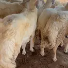 جميع أنواع الذبائح خرفان رخال تيوس ب اسعار خياليه