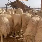 غنم حريات حرش مراح واحد بفحلها