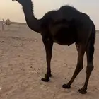 قعود فحل ابوه ولد الوافي