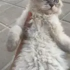 قطة هجينة شيرازي و هملايا