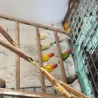 عصافير الروز للبيع