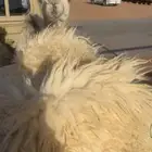 حشو قعدان