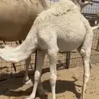 قعود على حليب امه