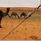 مطلوووب ابل صفر او شعل