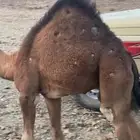قعود عمره 5شهور