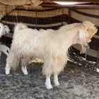 تيس فحل فاخخر وعنز دافع