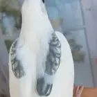 كروان هافي بايد بريل صافي