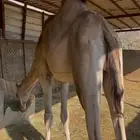 للبيع فرد اركي كايف