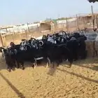 معزا