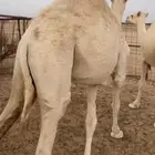 للبيع قعدان العدد4 موقع غرب صبحاء الرويضه