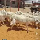 للبيع غنم العد32