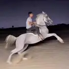 حصان شعبي
