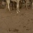 حوار لباني 6 شهور
