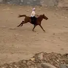 للبيع حصان كفووو