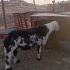 فحل نجدي