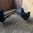 دجاج ويندوت