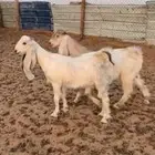جفره وتيس