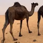 ظروبه مجهم طيب