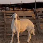 مشروع فحل حري جذع صنف ( تم البيع )