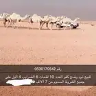 نياق الكفو