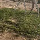 قعود عوني كفوو