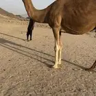 ناقه حمرا ساحليه شيخه