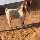 عرض بيع تيس كفووو صعب