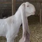 عنز باكستانية دافع