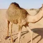 حاشي للبيع