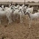 جفار للبيع