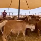 غنم سواكني للبيع (صنف طيب)