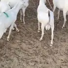 تيوس طيبه ما شاء الله