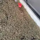 جزازة العشب