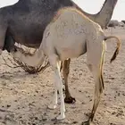 بكره وقعود