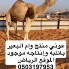 عوني منتج وأم البعير باتليه