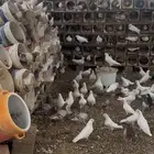 حمام فرنسي ابيض وسلفر