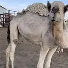 بكرتين كفو
