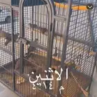 اثاث