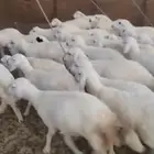 رخال حري العدد 57