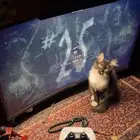 قطه كتن للتبني