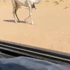 قعود