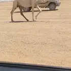 للبيع لقحه السن ام ثالث لقحه ع باتلي منتج علا الشروط