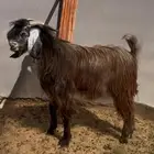 تيس مشروك