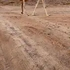 بكره بنت لقحه كفوو