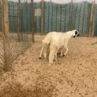 سواكن للبيع مع الصلخ والتوصيل